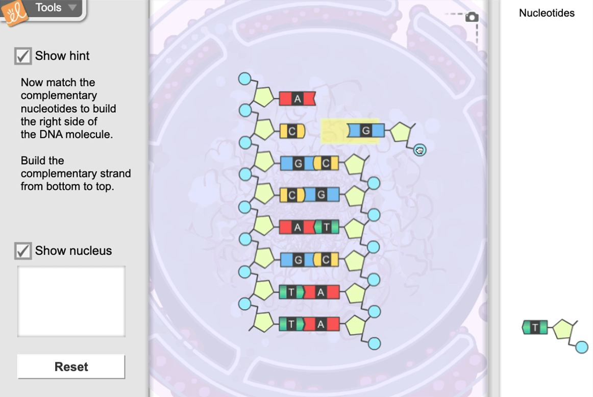 Unlocking the Secrets of Life – A Deep Dive into Building DNA Gizmo