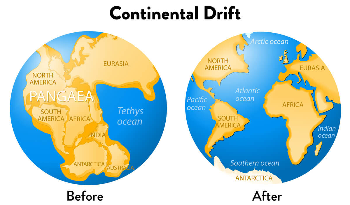 pangea puzzle with fossils