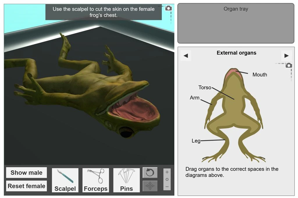 Frog Dissection Gizmo