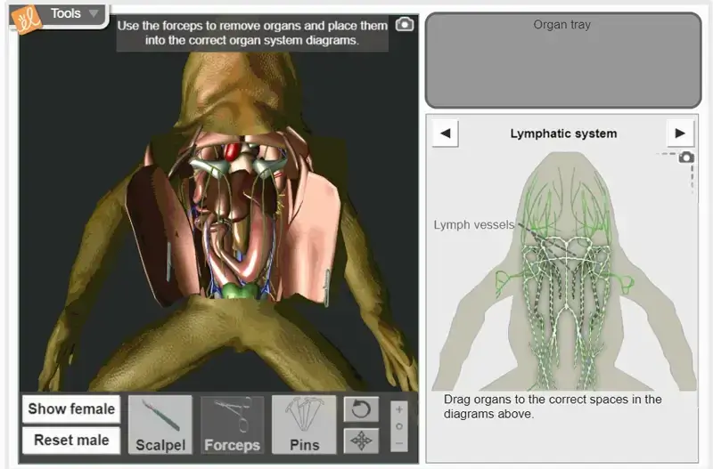 Froggie Dissection Lab