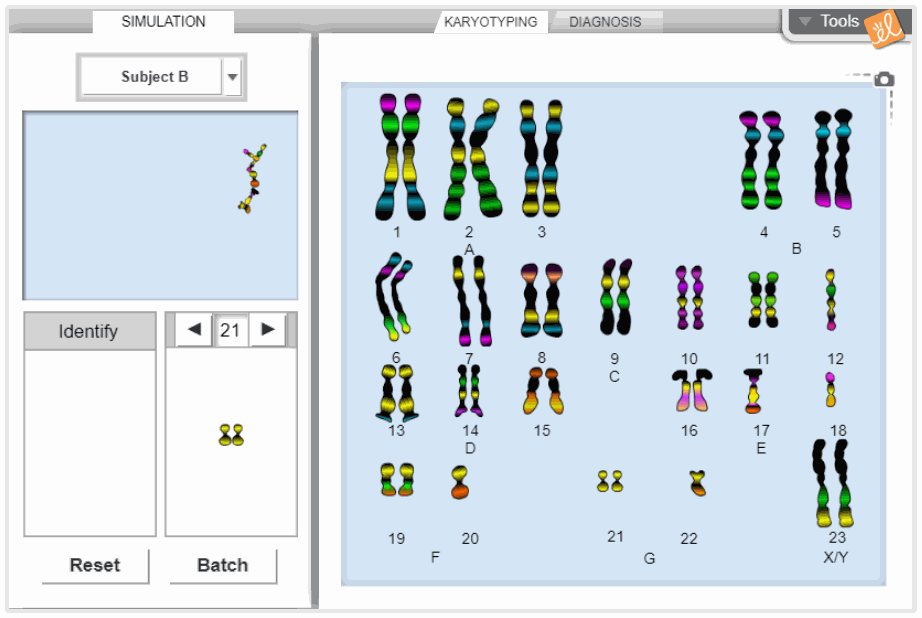 Human Karyotyping Gizmo